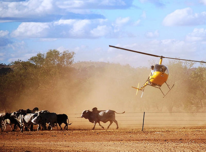 Cattle Mustering - Aussie Style!, Helicopter, Cattle, Outback, Dust, HD wallpaper