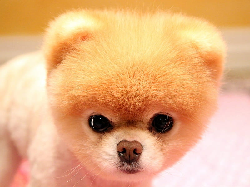 Boo: The Worlds Cutest Dog. Boo The Dog Wallpaper. 630x945px  Desktop  Background