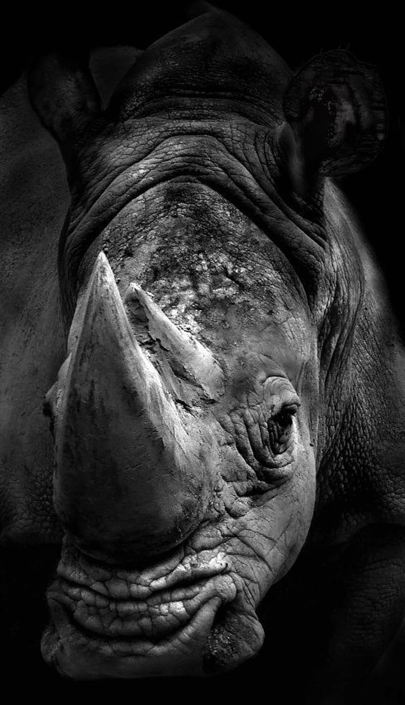 rhino, planet, rhinoceros, rinoceronte, theme, HD phone wallpaper