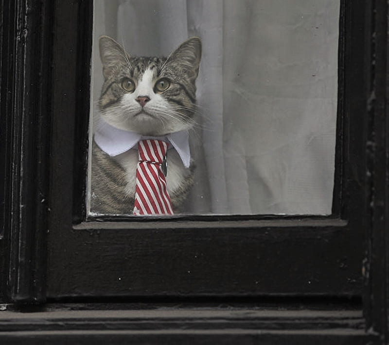 Cat, assange, HD wallpaper