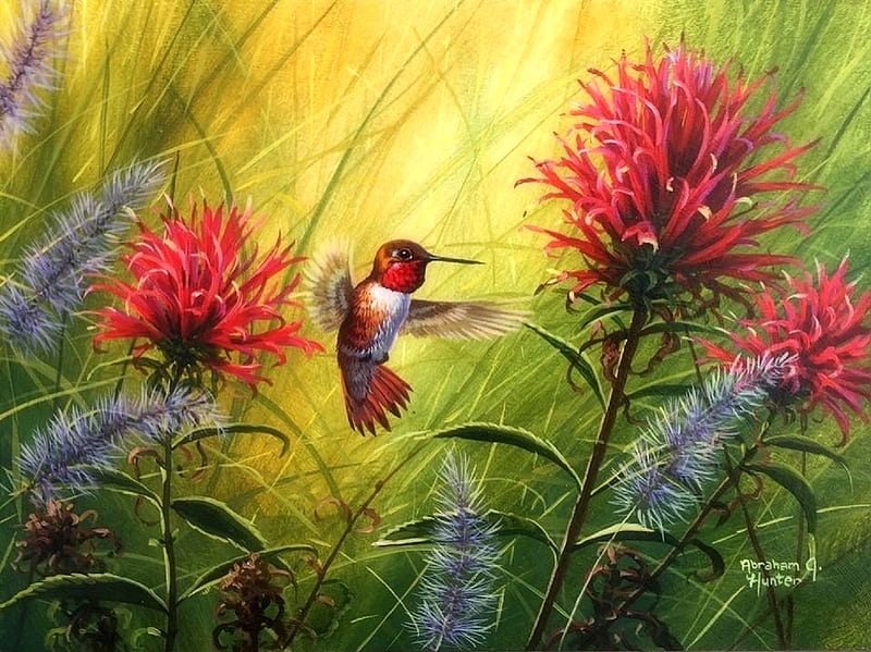 Indian Paintbrush, wild flowers, love four seasons, birds, spring, attractions in dreams, hummingbird, paintings, nature, animals, HD wallpaper