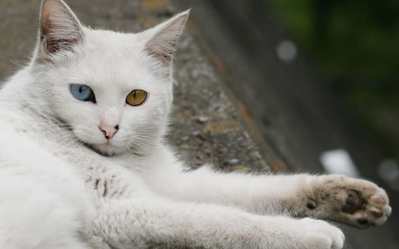 Odd eyed cat., white, cat, eye, animal, HD wallpaper