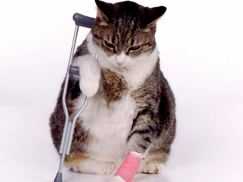 Disable cat, cat, disable, HD wallpaper