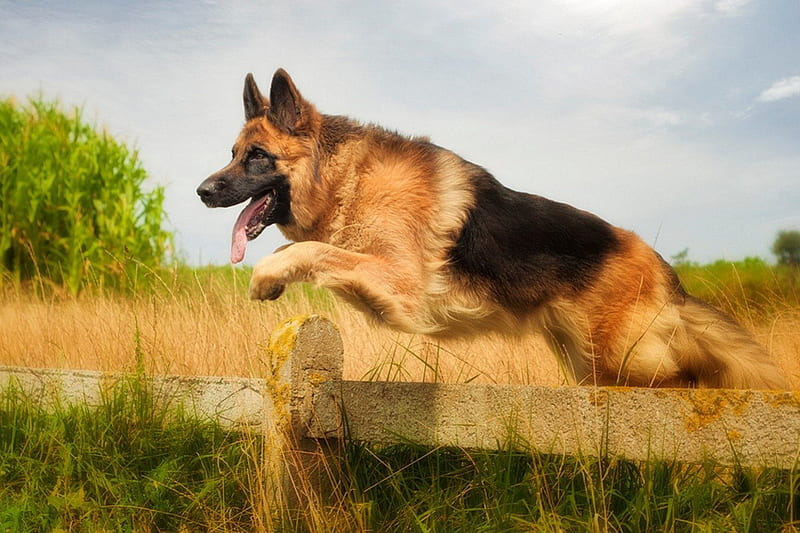Shepard, tan and black, strong, brave, german shepard, smart, dog, HD wallpaper