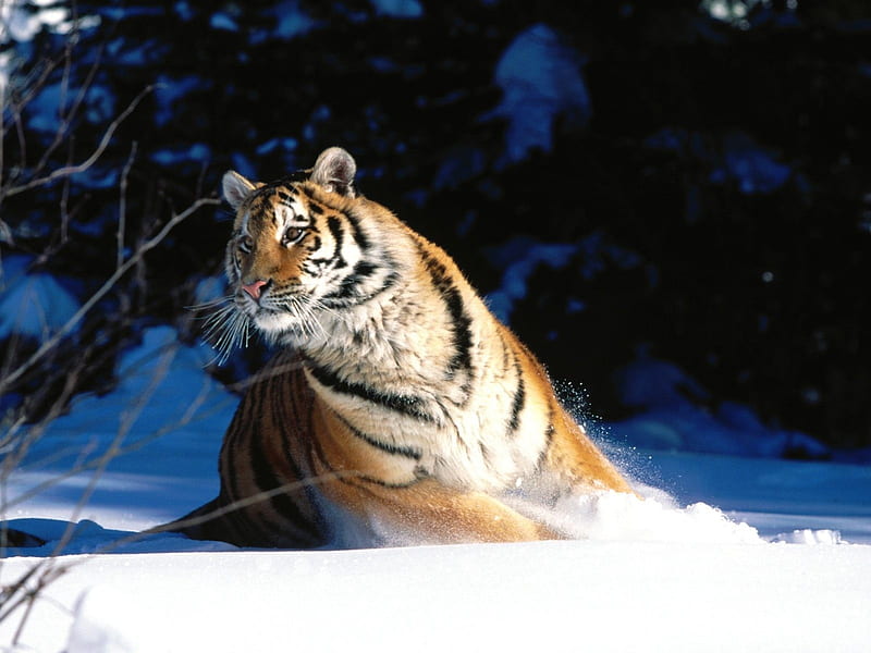 Siberian Tiger -Animal World Series, HD wallpaper