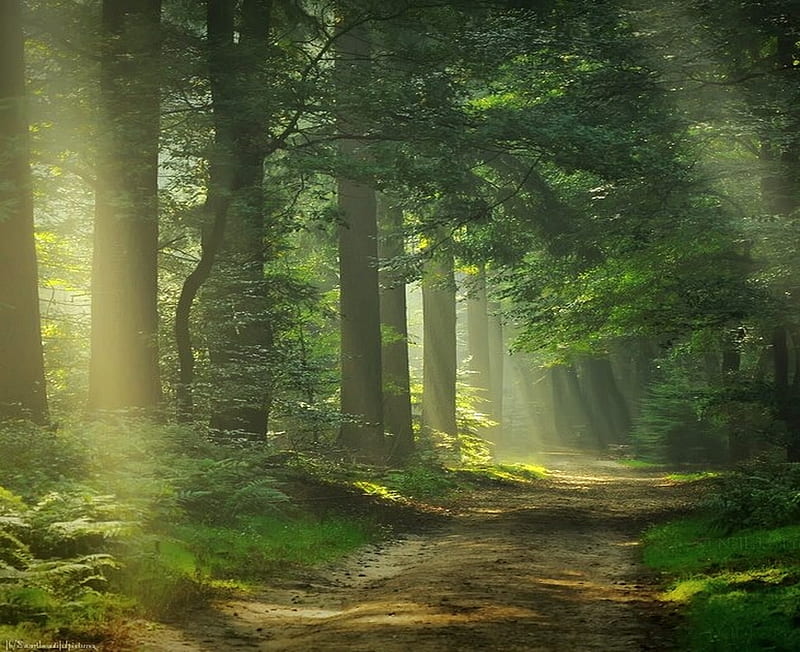 Cool green, forest, misty, trees, green, HD wallpaper