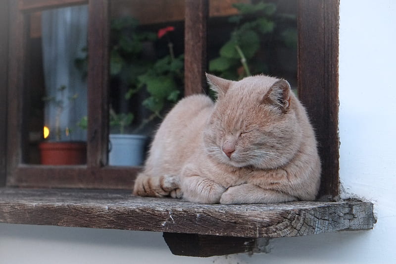 orange cat lying on brown wooden window, HD wallpaper