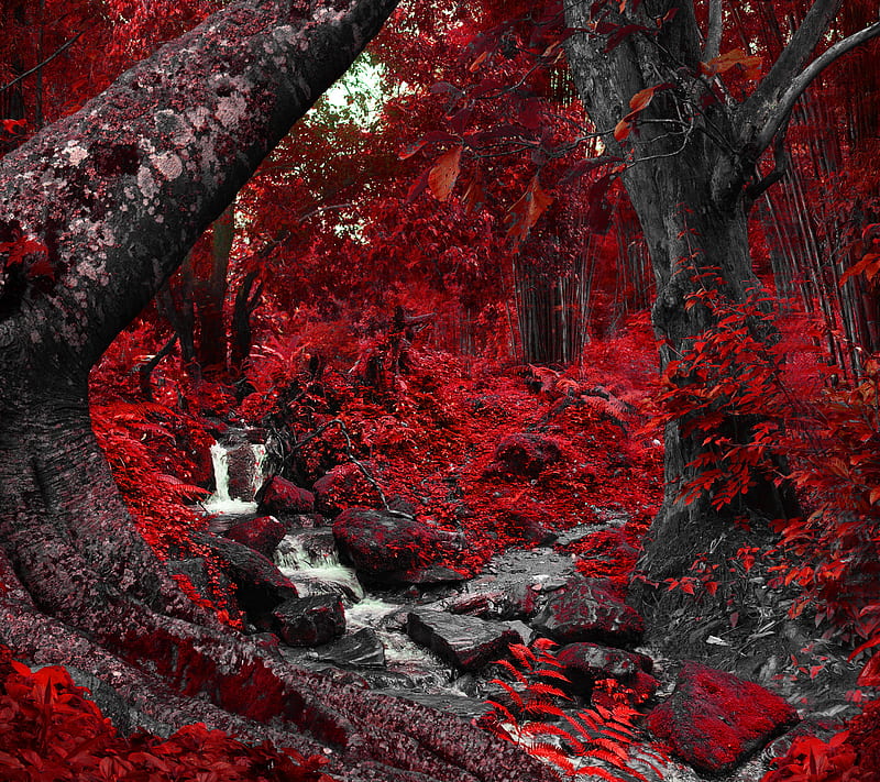 Forest Autumn, HD wallpaper