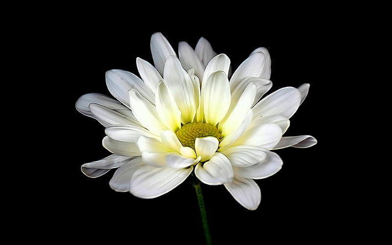 white daisy macro, black background, white flowers, daisy, beautiful flowers, HD wallpaper