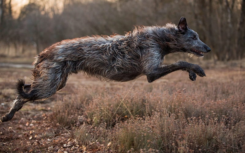 ierse wolfshond, great dog, large, HD wallpaper