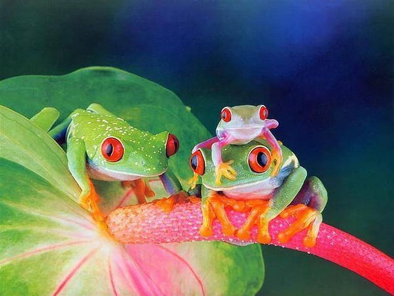 Download free Red-eyed Kawaii Frog Wallpaper 