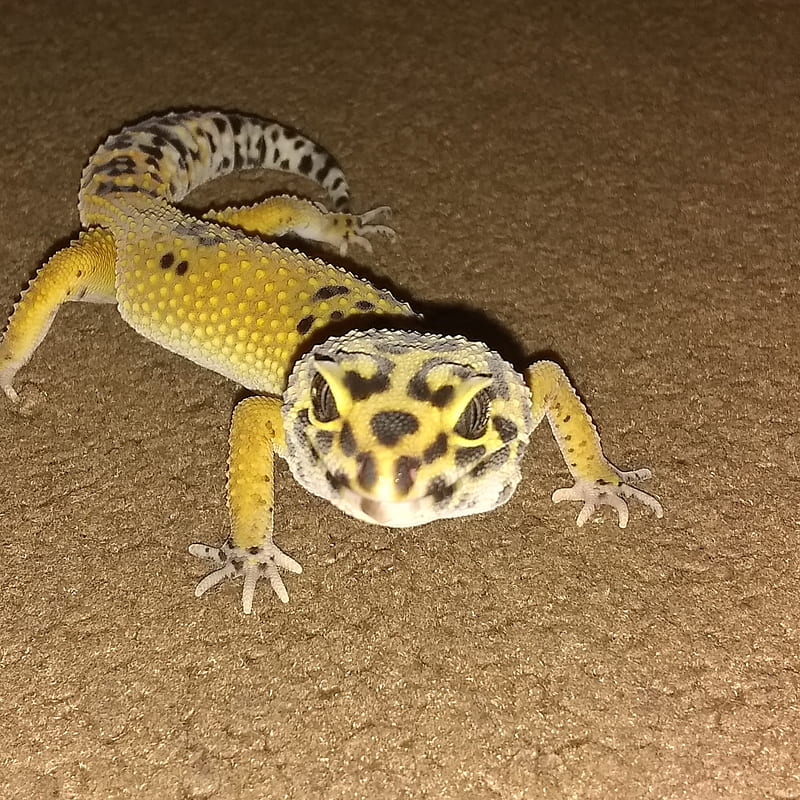 My mans, lizard, leopard, gecko, HD phone wallpaper