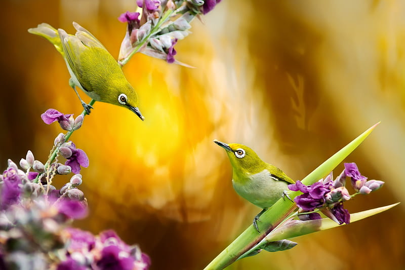 Birds Fuyi Chen Orange Pasare Bokeh Green Bird Flower Pink