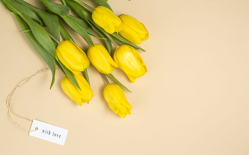 yellow tulips, bouquet, tulips on a beige background, spring flowers, tulips, HD wallpaper