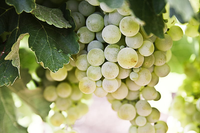 selective-focus graphy of green grapes, HD wallpaper
