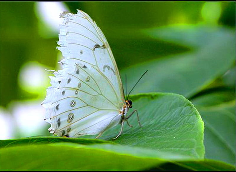 Winter white, white and black, butterfly, frilled wings, lacewing, green leaves, HD wallpaper