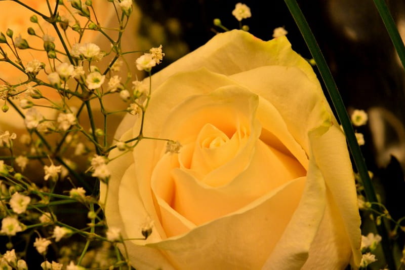 Hoa hồng trắng là biểu tượng của sự thuần khiết và trong sáng. Từ xa xưa, hoa hồng trắng luôn được yêu thích bởi vẻ đẹp của nó. Nếu bạn muốn thể hiện sự tinh khôi và thanh lịch, hãy cập nhật hình nền hoa hồng trắng cho thiết bị của mình.