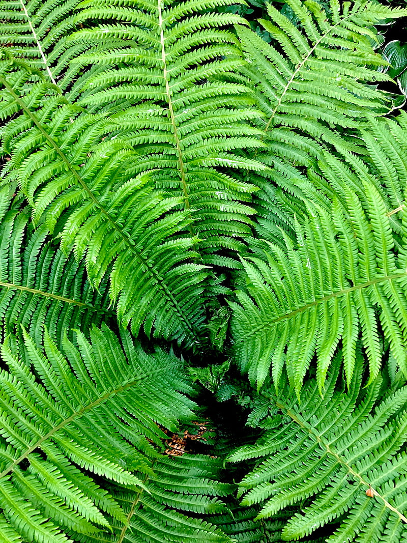 fern, leaves, branches, bush, green, HD phone wallpaper