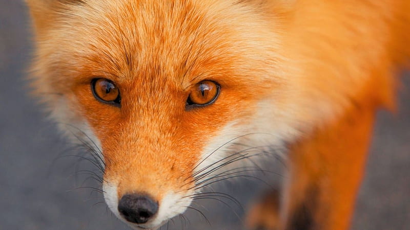 Look into my eyes, cute, fox, wild, nature, wildife, red fox, animals, wild animals, HD wallpaper