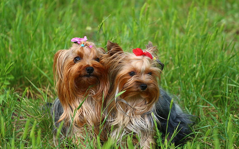 Yorkshire terrier, twins, cute little dogs, pets, dogs, HD wallpaper