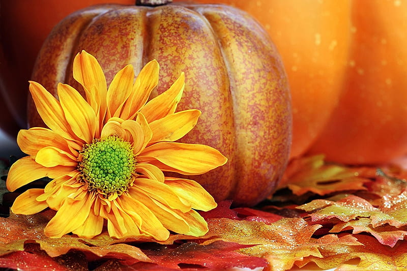 Seasons Of Autumn and Pumpkins, Yellow, Pumpkin, Orange, Pumpkins, Seaons, Flowers, Leaves, Autumn, HD wallpaper