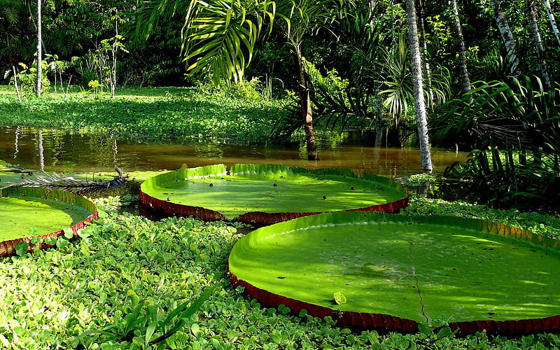 Giant Lily Pads, amazing, bonito, trees, water, green, jungle, lily, nature, river, pads, forests, HD wallpaper