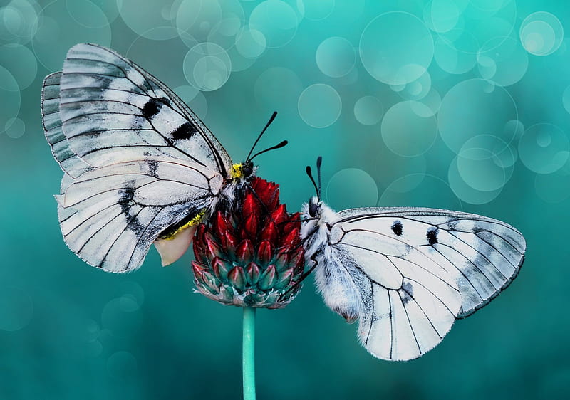 Just married, bokeh, butterfly, flower, white, couple, blue, red, mustafa ozturk, fluture, insect, HD wallpaper