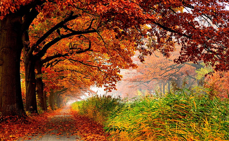 Autumn, fall, grass, woods, autumn leaves, bonito, leaves, splendor ...