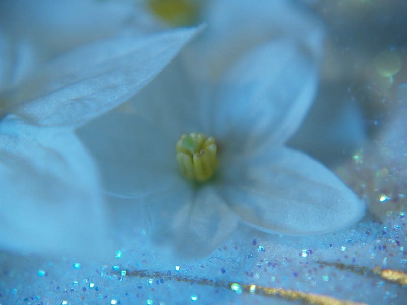 Sparkly Blue Flower, flowers, blue tinted, sparkles, HD wallpaper