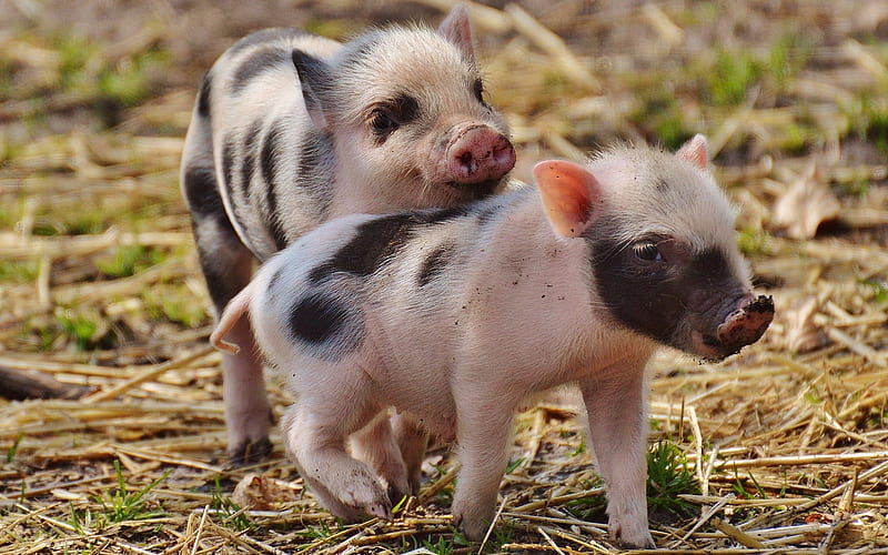 Piglets, pigs, small, animals, HD wallpaper