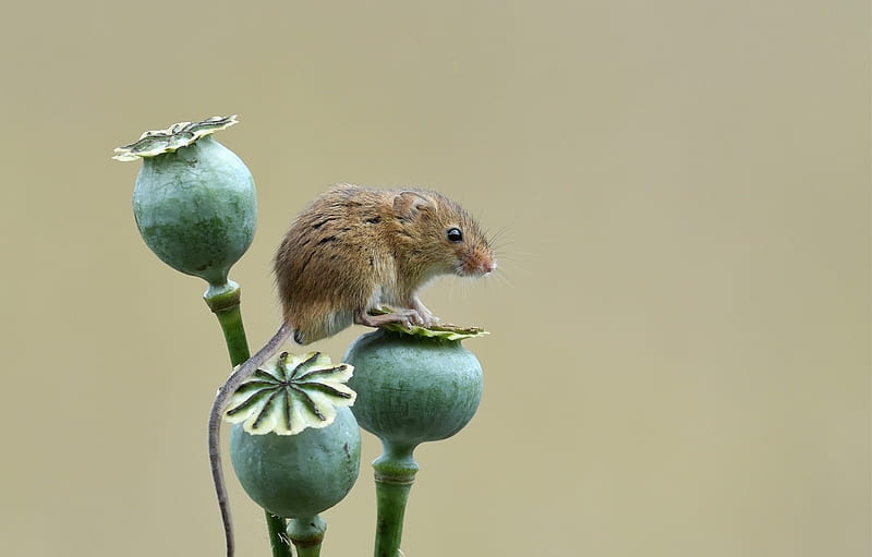 Mouse, cute, poppy, seeds, green, soricel, harvest mouse, rodent, HD wallpaper
