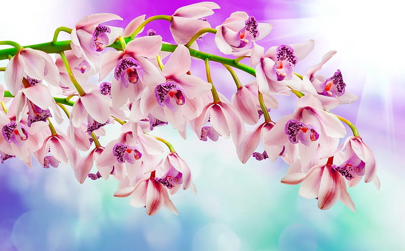 Pink orchids, pretty, orchids, lovely, background, flowers, bonito, branch, pink, HD wallpaper