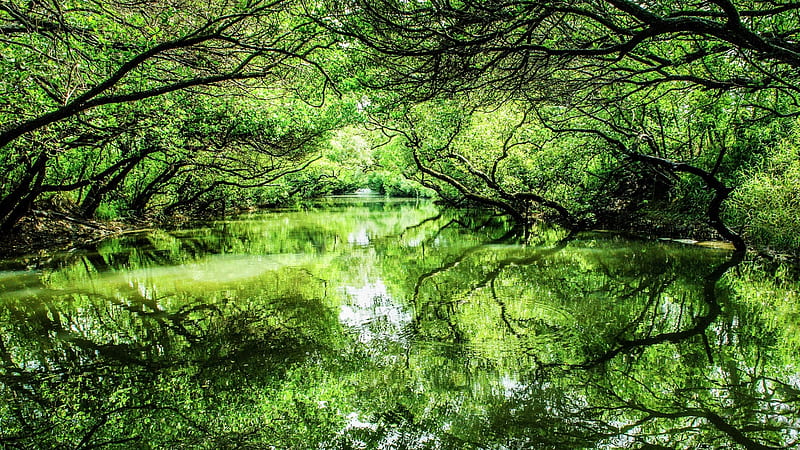 Green Tunnel, forest, green, nature, river, tunnel, reflection, trees, HD wallpaper