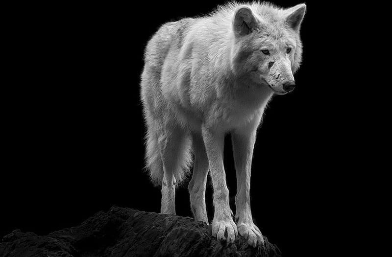 wounded wolf, canislupus, black, saying, timber wolf, wolves, white, howling, wisdom, HD wallpaper
