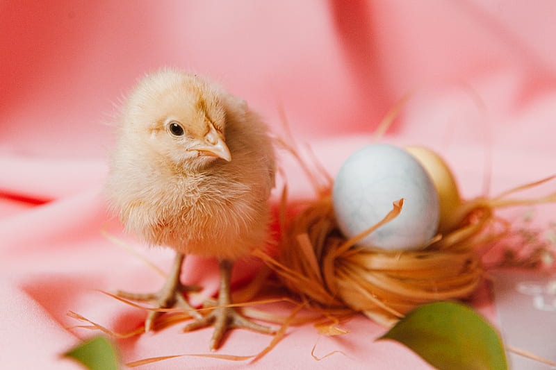 A Chick And Eggs On A Nest, HD wallpaper