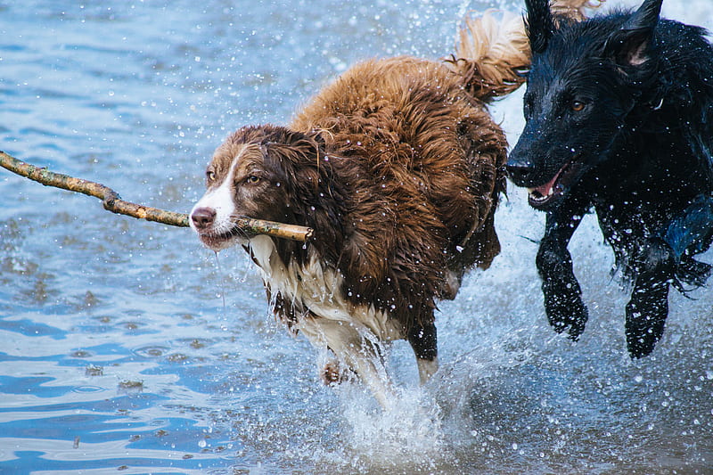 brown dog with stick running together with black dog on water, HD wallpaper