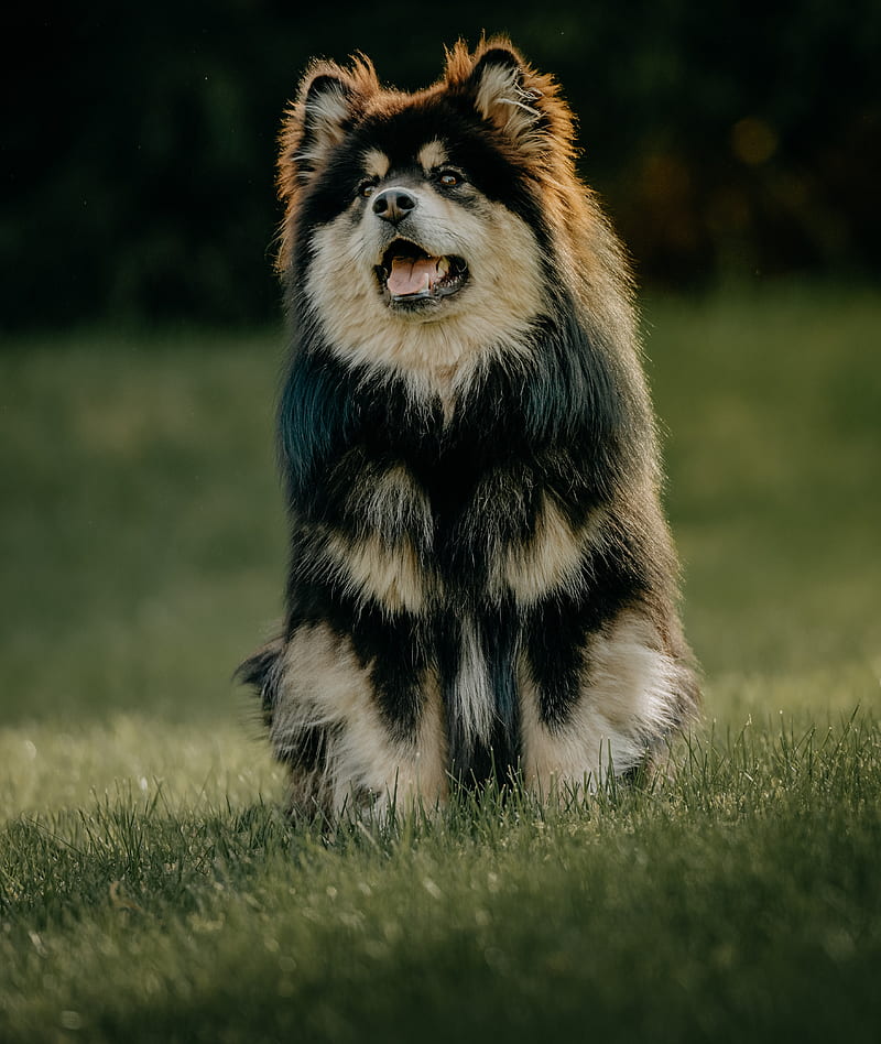finnish lapphund, dog, protruding tongue, funny, HD phone wallpaper