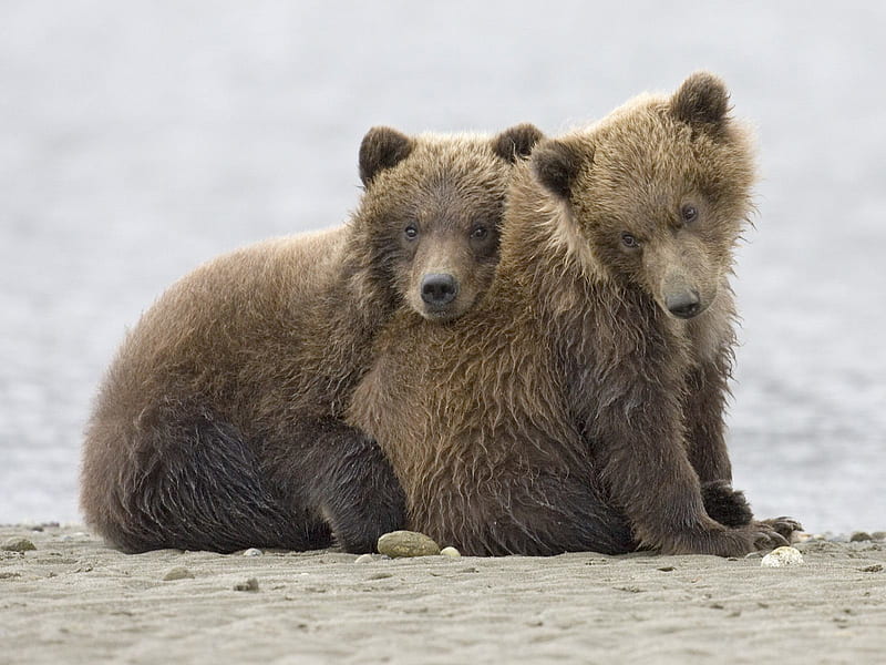 Bears, Animal, Grizzly Bear, Alaska, Grizzly Cubs, Katmai National Park, HD wallpaper
