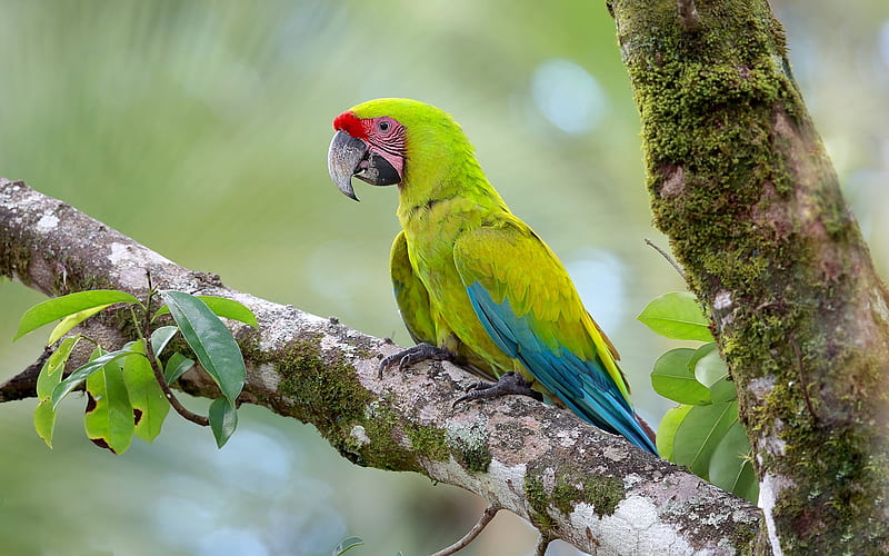 Great green macaw, Buffons macaw, green parrot, beautiful green bird, Costa Rica, great military macaw, HD wallpaper