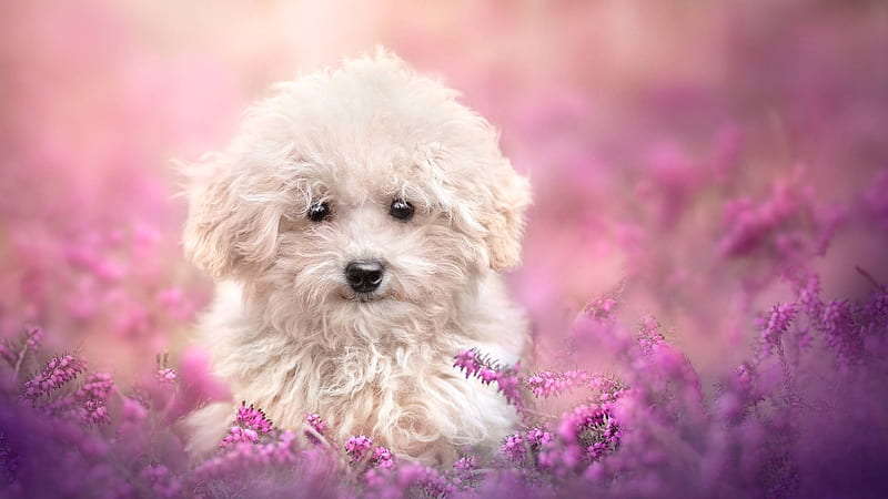 Cute Desktop Wallpapers on WallpaperDog