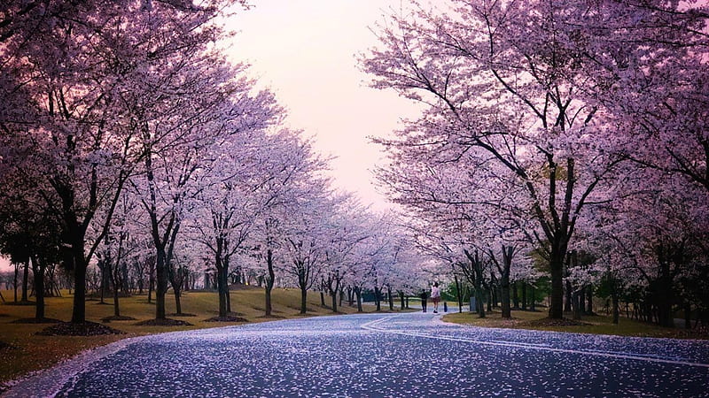 Gorgeous road, amazing, tree, purple, road, HD wallpaper | Peakpx