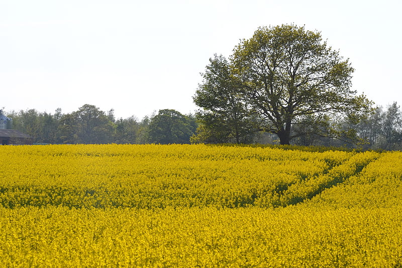 Mustard field 3, yellow, spring, mustard, field, HD wallpaper
