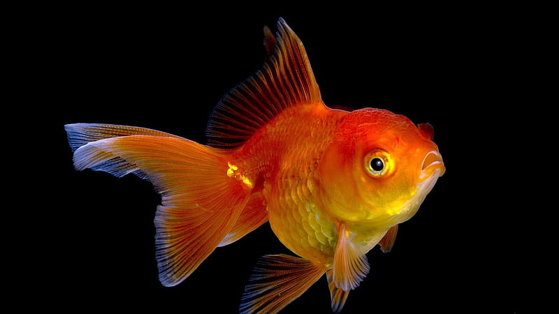 Gold fish, red, gold, orange, fish, summer, black, HD wallpaper