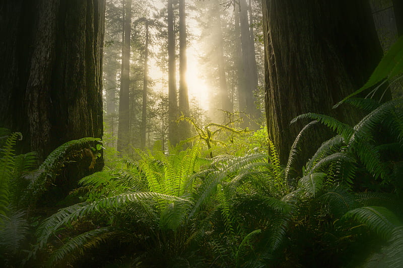 Earth, Fern, Forest, Greenery, Sequoia, Sunbeam, HD wallpaper