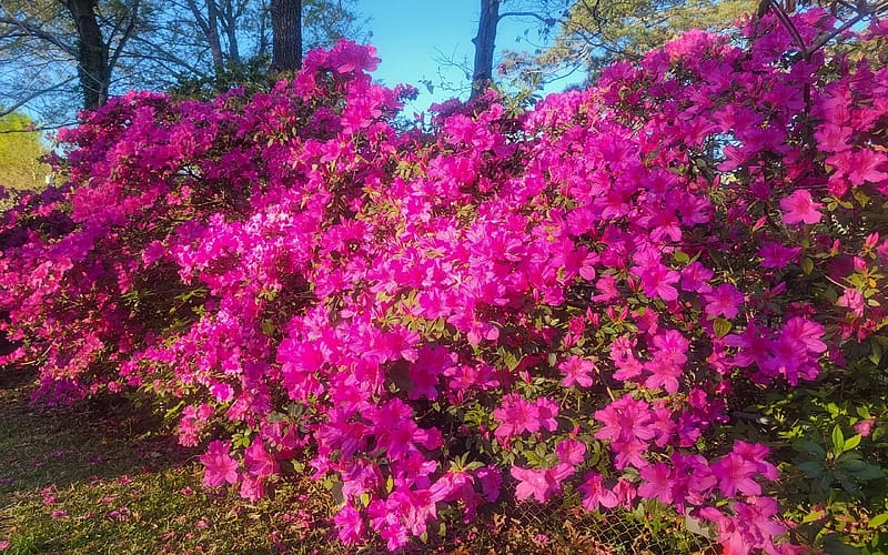 Sunlight at Charleston, North Carolina, colors, trees, blossoms, park, HD wallpaper