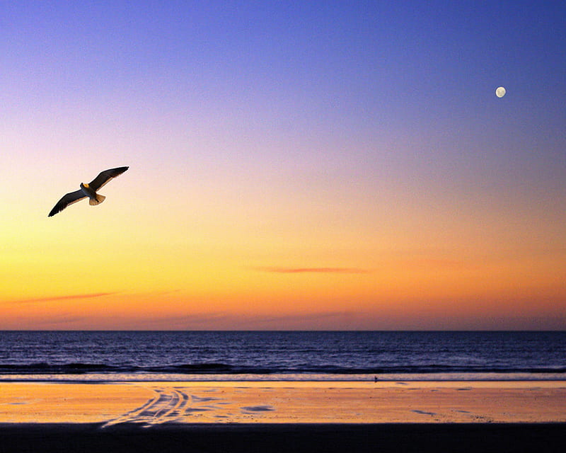 Sunset Flight , art, beach, birds, fantasy, gull, moon, sky, sunset sea, HD wallpaper