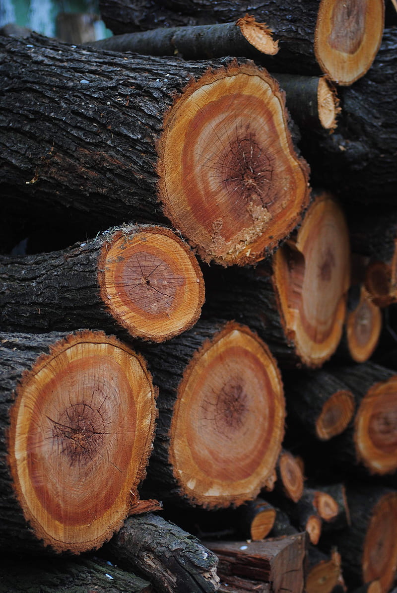 pile of tree logs close-up, HD phone wallpaper