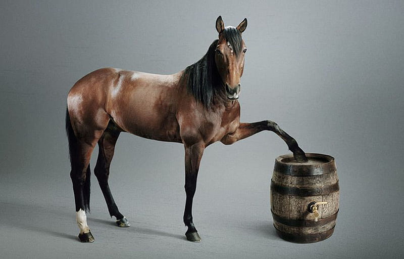 Horse and barrel, brown, barrel, horse, run, animal, HD wallpaper