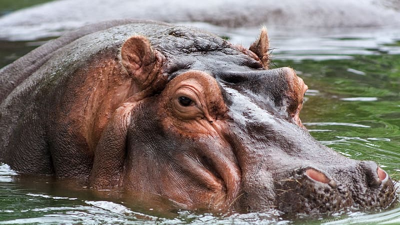 Hippopotamus, african, animal, beast, HD wallpaper