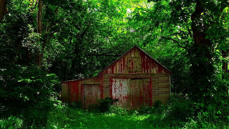 Lonely place, farm, nature, barn, woods, HD wallpaper